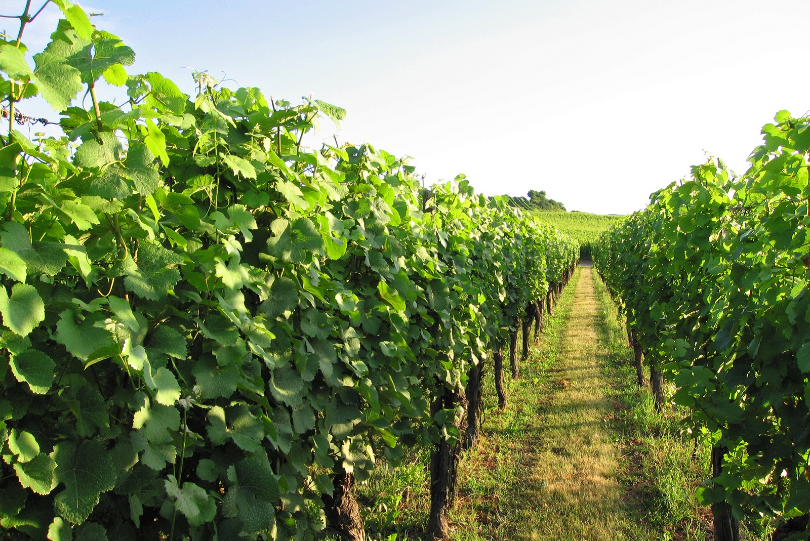 vignoble en alsace près de rorschwihr