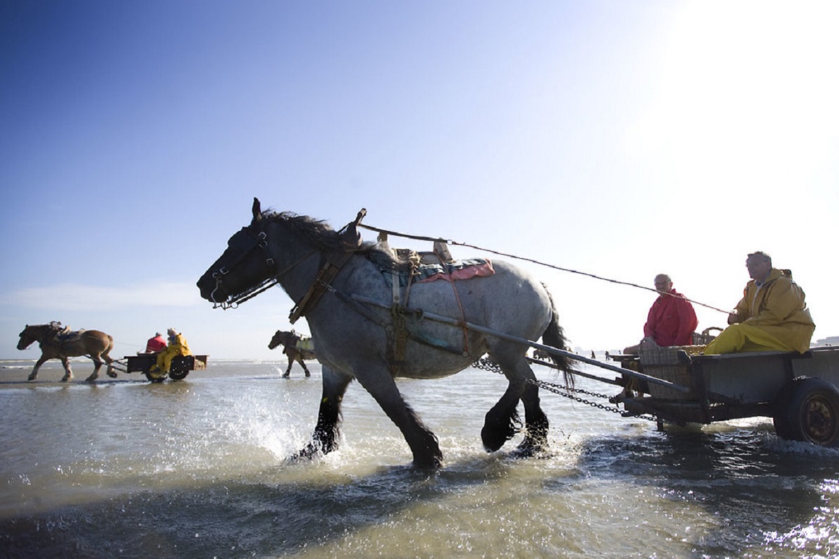 garnaalvissers op het strand in oostduinkerke