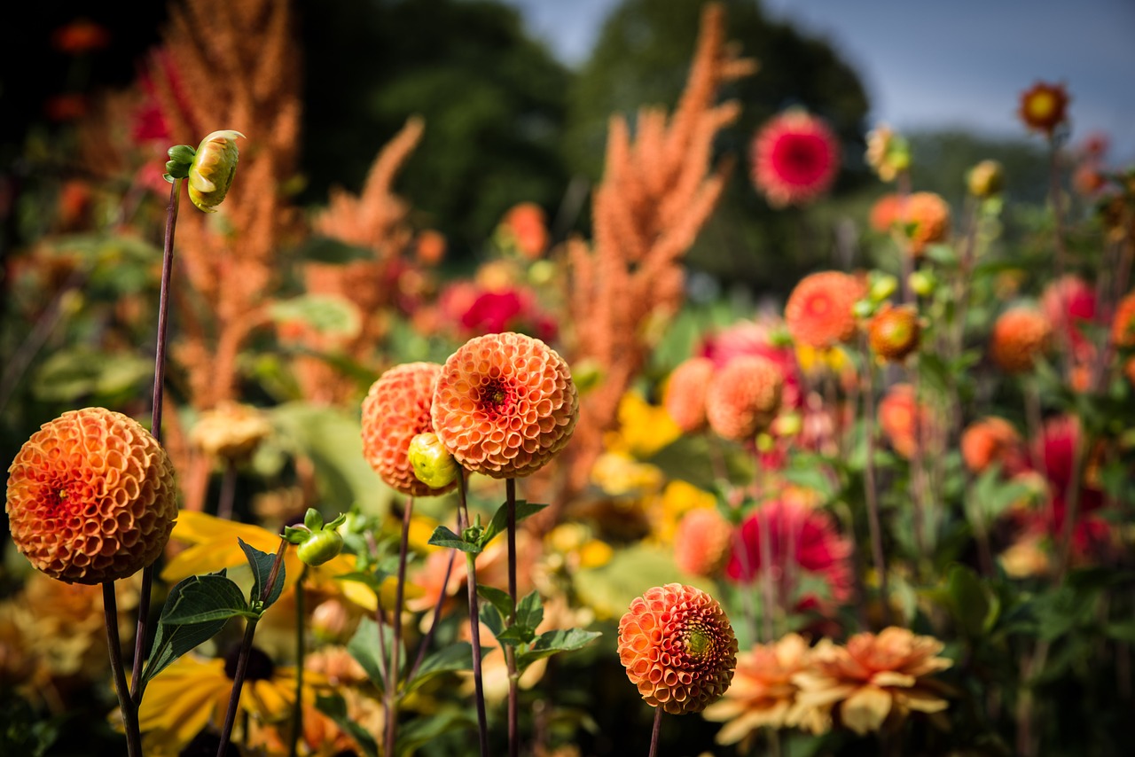 dahlias