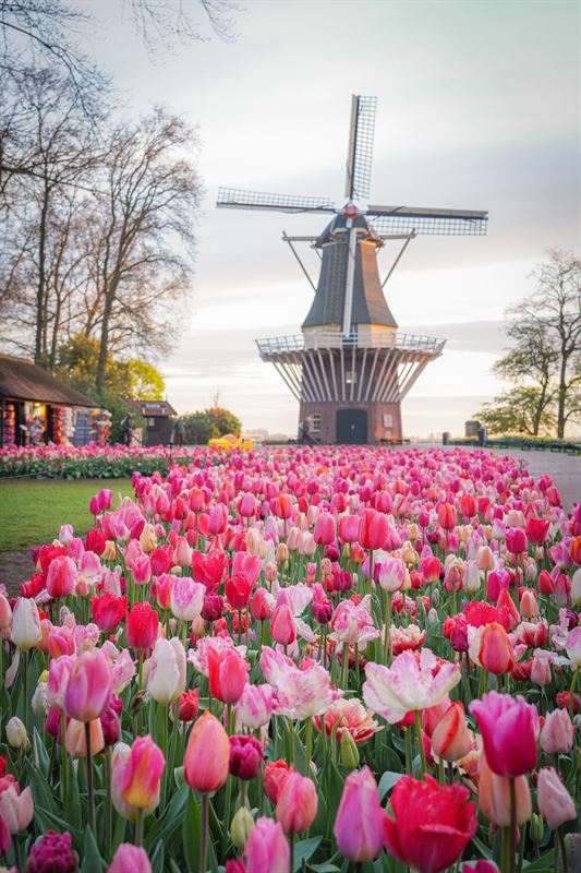 keukenhof windmolen met tulpen