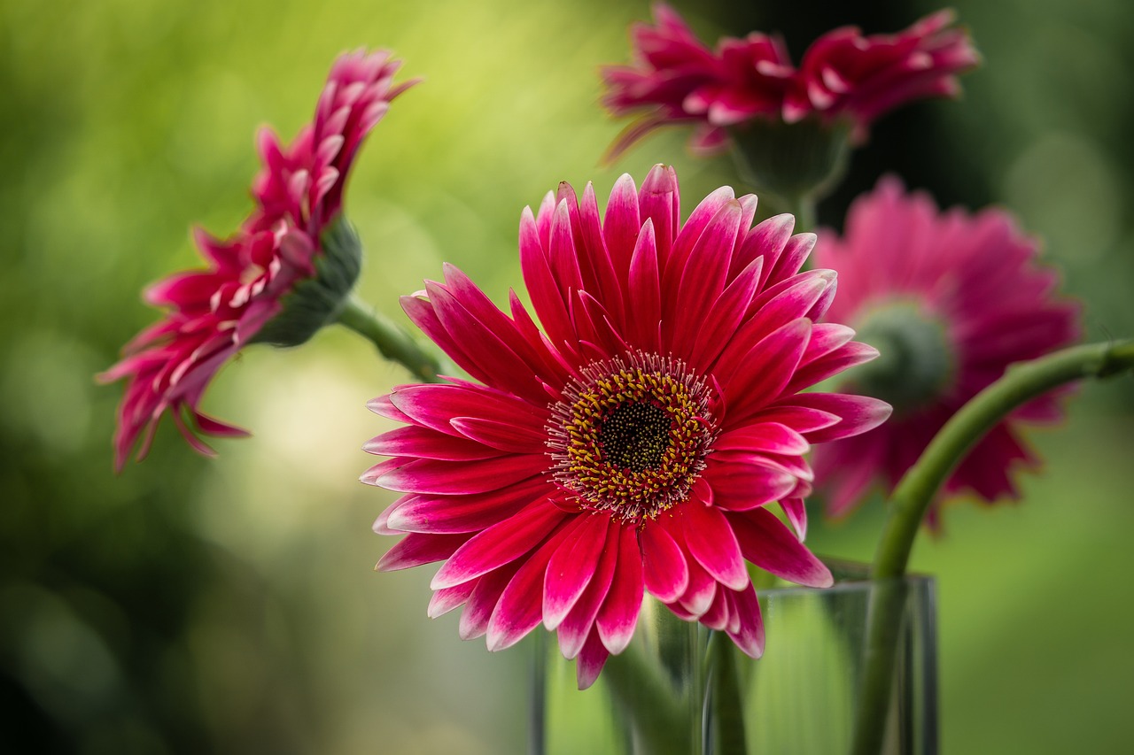 gerbera 