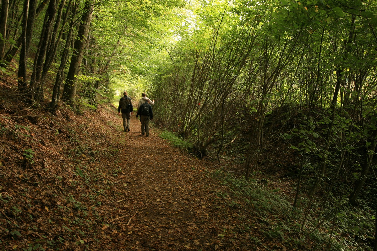 balade en forêt
