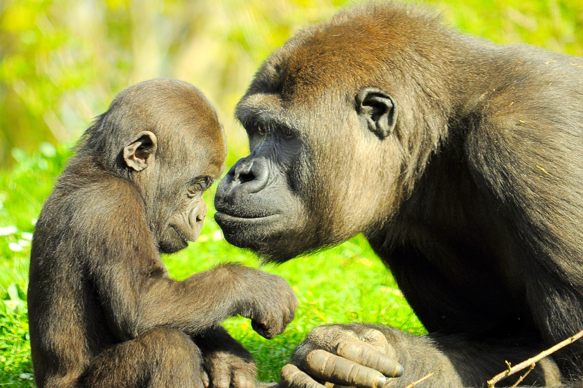 gaia zoo
