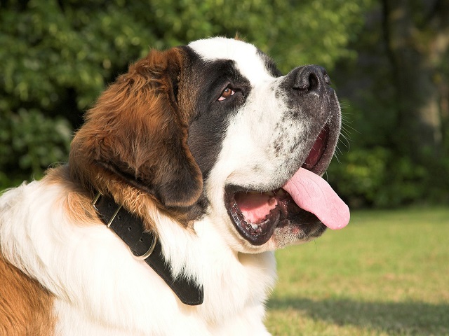 st bernard animaux alpes