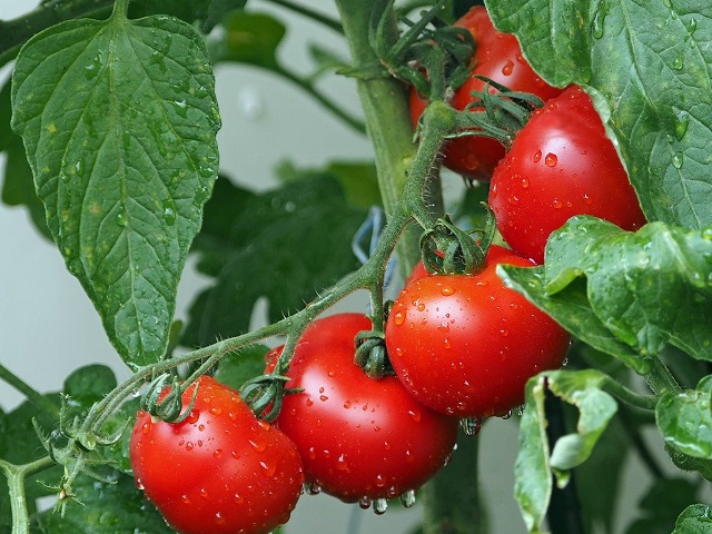 tomaat tomaten