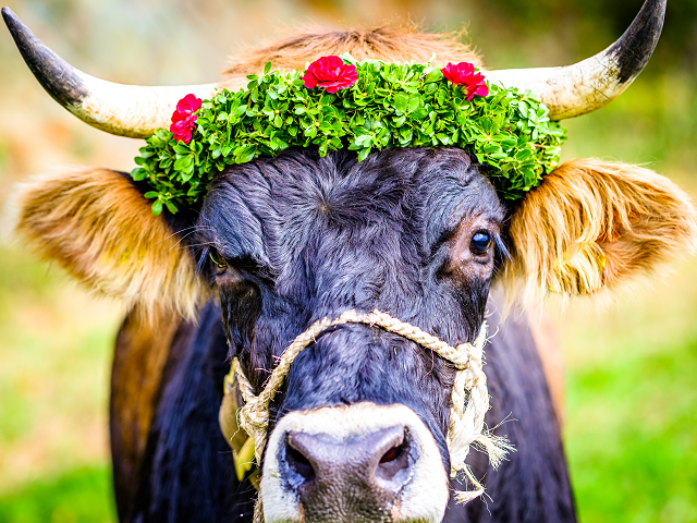 almabtrieb transhumance